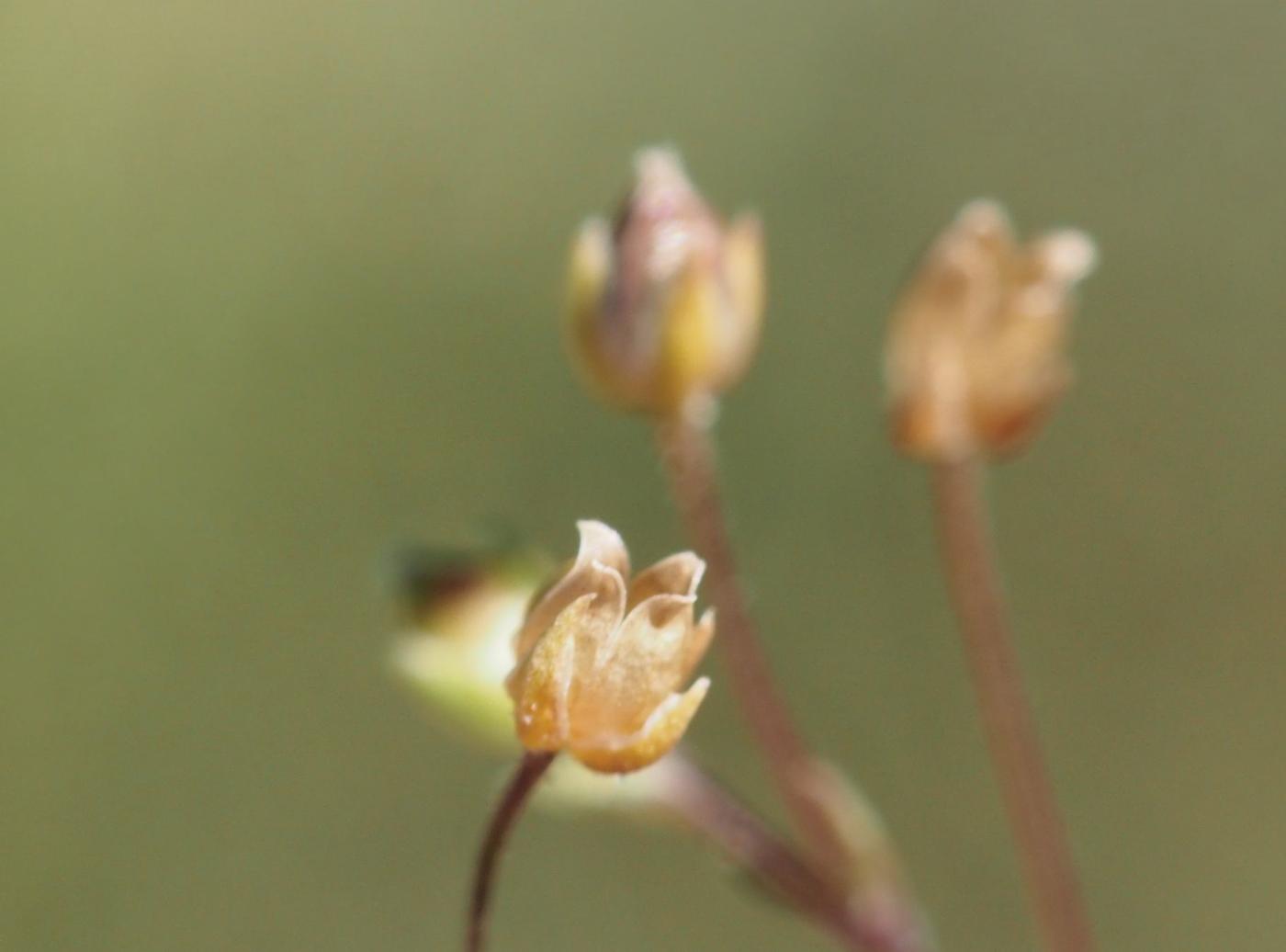 Pearlwort, Common fruit